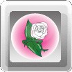 White Rose 5 ชิ้น