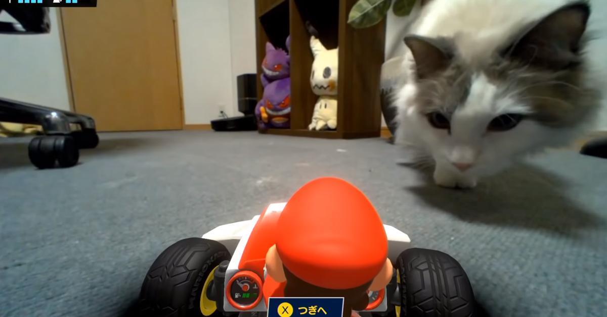 คลิปตัวอย่างเมื่อทาสแมวนำ Mario Kart Live: Home Circuit มาเล่น