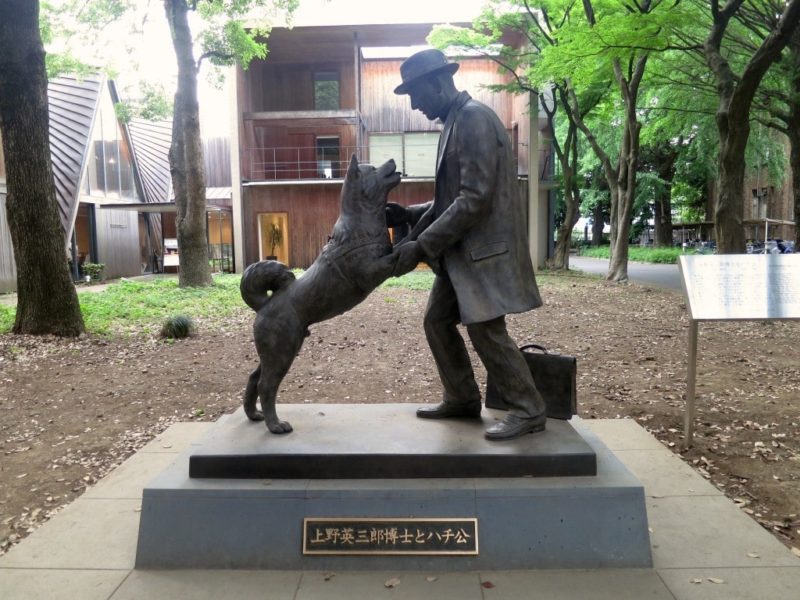 akita inu hachiko japanese dog