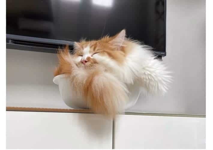 cat liquid