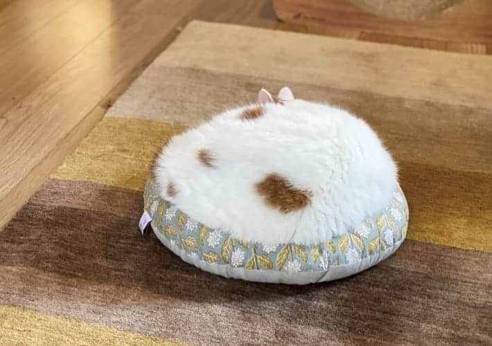 cat liquid