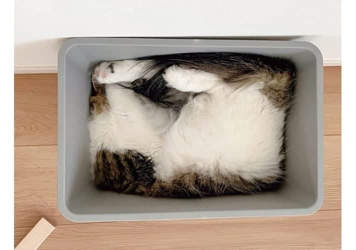 cat liquid