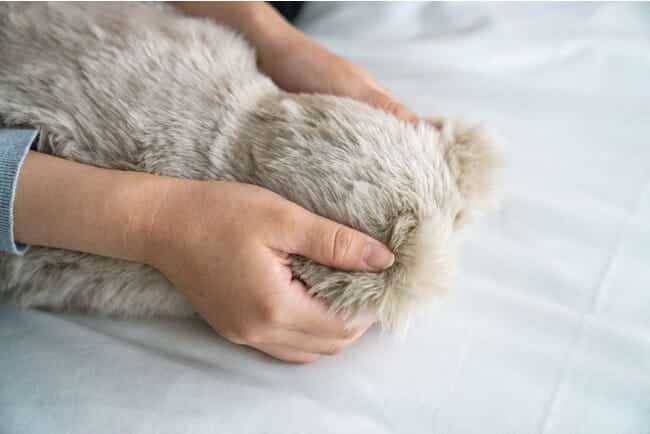 meowever