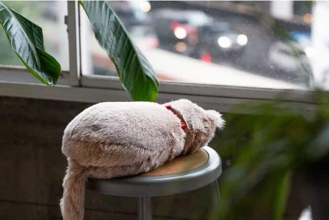 meowever