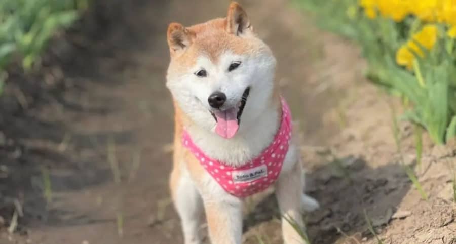 Doge