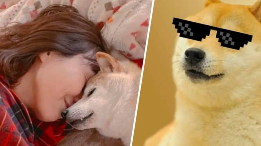 Doge