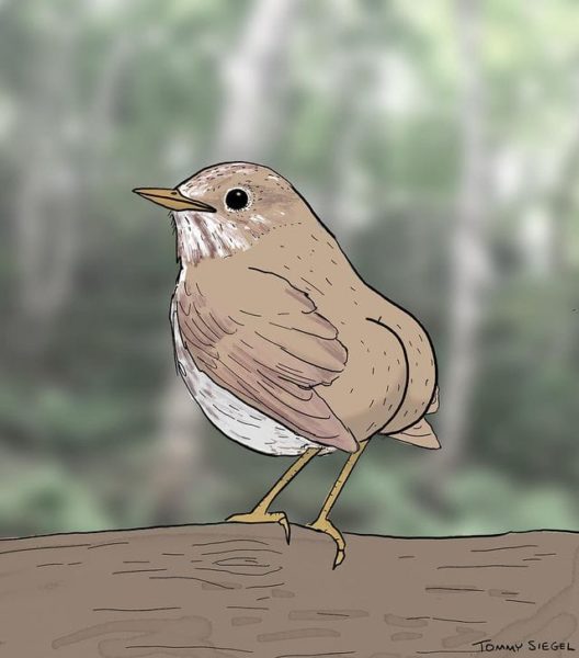 ภาพวาด