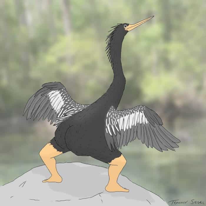 ภาพวาด