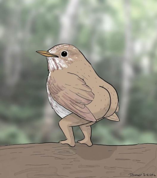 ภาพวาด