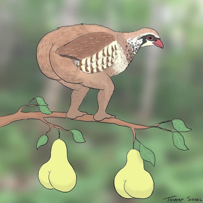 ภาพวาด