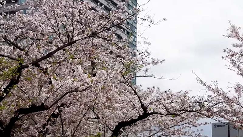 Chidorigafuchi Park