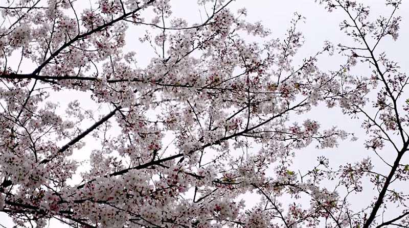 Chidorigafuchi Park